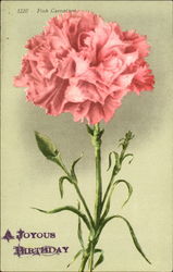 Pink Carnation Birthday Postcard Postcard