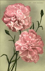 Pink Carnation Flowers Postcard Postcard