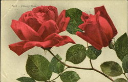 Liberty Rose Flowers Postcard Postcard