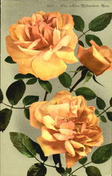 Wm. Allen Richardson Rose Postcard