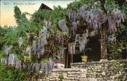 Wistaria In Bloom Postcard
