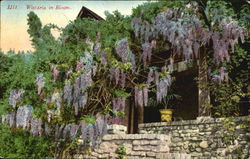 Wistaria In Bloom Flowers Postcard Postcard