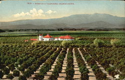Home In A California Orange Grove Postcard