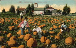 Pumpkin Filed On The Western Ranch Postcard