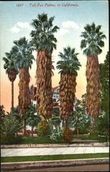 Tall Fan Palms Postcard