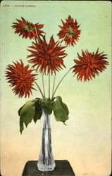 Cactus Dahlia, Cactus Dahlia Postcard