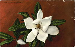 Magnolia Blossom Flowers Postcard Postcard