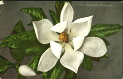 Magnolia Blossom Flowers Postcard Postcard