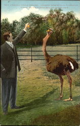 Feeding Whole Oranges Pasadena, CA Ostriches Postcard Postcard