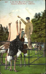 A Ten Foot Reach For An Orange, Cawston Ostrich Farm Pasadena, CA Ostriches Postcard Postcard