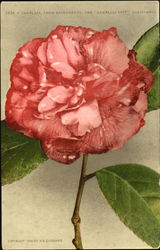 Camellia From Sacramento California Flowers Postcard Postcard