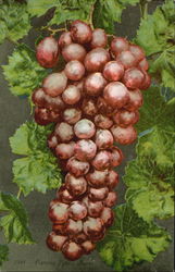 Flaming Tokay Grapes Postcard