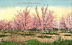 Peach Orchard In Blossom Trees Postcard Postcard