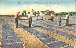 Fig Industry Of California Postcard