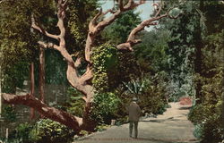A Wooded Pathway, Piedmont Park Postcard