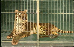 Sentenced For Life Postcard