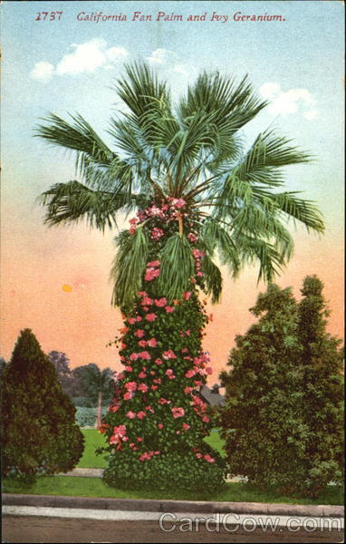 California Fan Palm And Ivy Geranium Trees