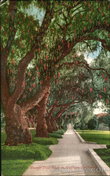 Pepper Tree Walk In Southern California Scenic