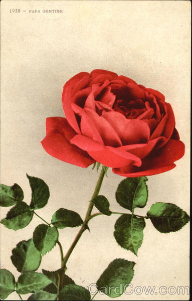 Papa Gontier Flowers