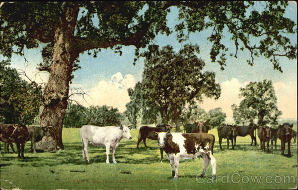 Western Valley Cattle Ranch Cows & Cattle