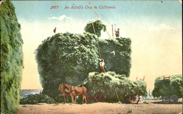 A Alfalfa Crop In California