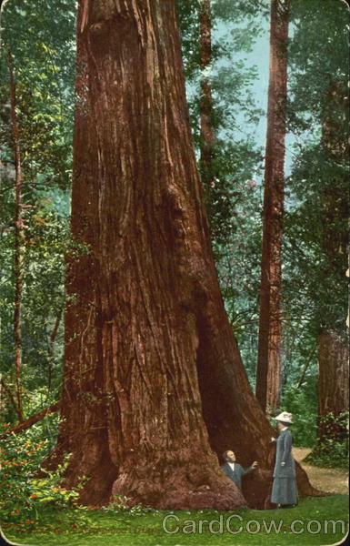 Redwood Giant Maywood California