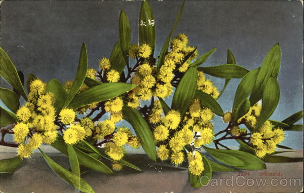 Acacia Flowers