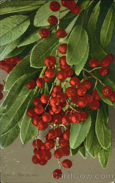 Red Berries Flowers