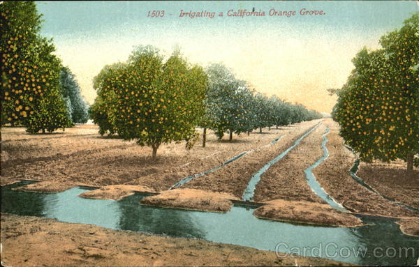 Irrigating A California Orange Grove Fruit