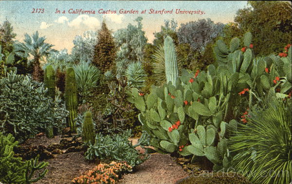 In A California Cactus Garden, Stanford University