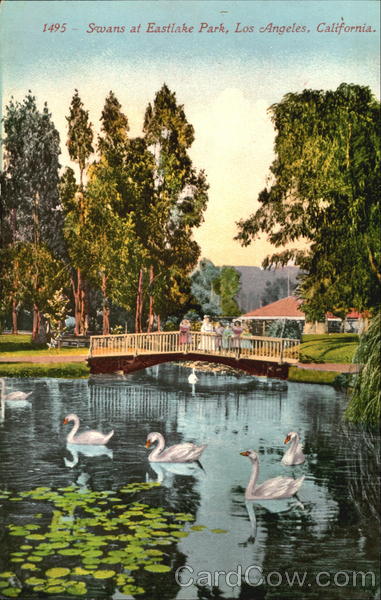 Swans At Eastlake Park Los Angeles California