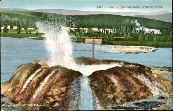Sponge, Yellowstone National Park