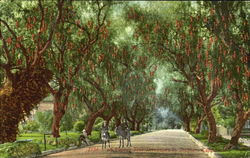 A Pepper Tree Drive Way In Southern California Postcard