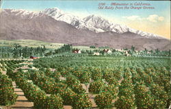 Midwinter In California Postcard