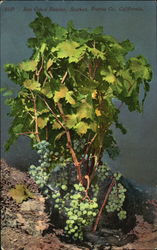 Sun Cured Raisins Stocked Fresno Co Postcard