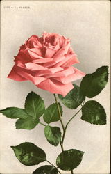 La Prance Postcard