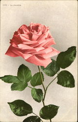 La Prance Flowers Postcard Postcard