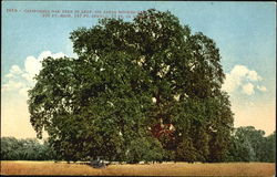 California Oak Tree In Leaf Postcard