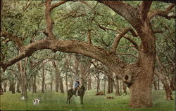 Western Oak Trees Postcard Postcard