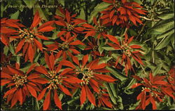 Pointsettia Flowers Postcard