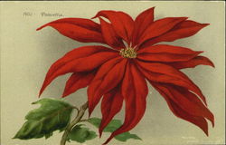 Poinsettia Flowers Postcard Postcard