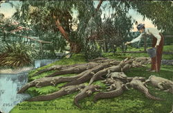 Feeding Time At The California Alligator Farm Los Angeles, CA Postcard Postcard