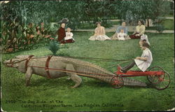 The Joy Ride, Alligator Farm Postcard
