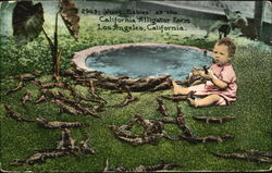 Just Babies At The California Alligator Farm Los Angeles, CA Postcard Postcard