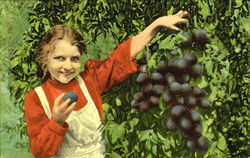 A Cluster In Prune Postcard