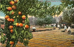 Drying Peaches In California Postcard