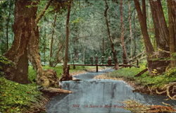 A Scene In Muir Woods Postcard