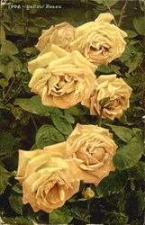 Yellow Roses Postcard