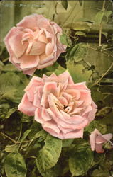 Pink Roses Flowers Postcard Postcard