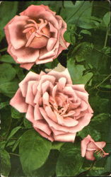 Roses Flowers Postcard Postcard